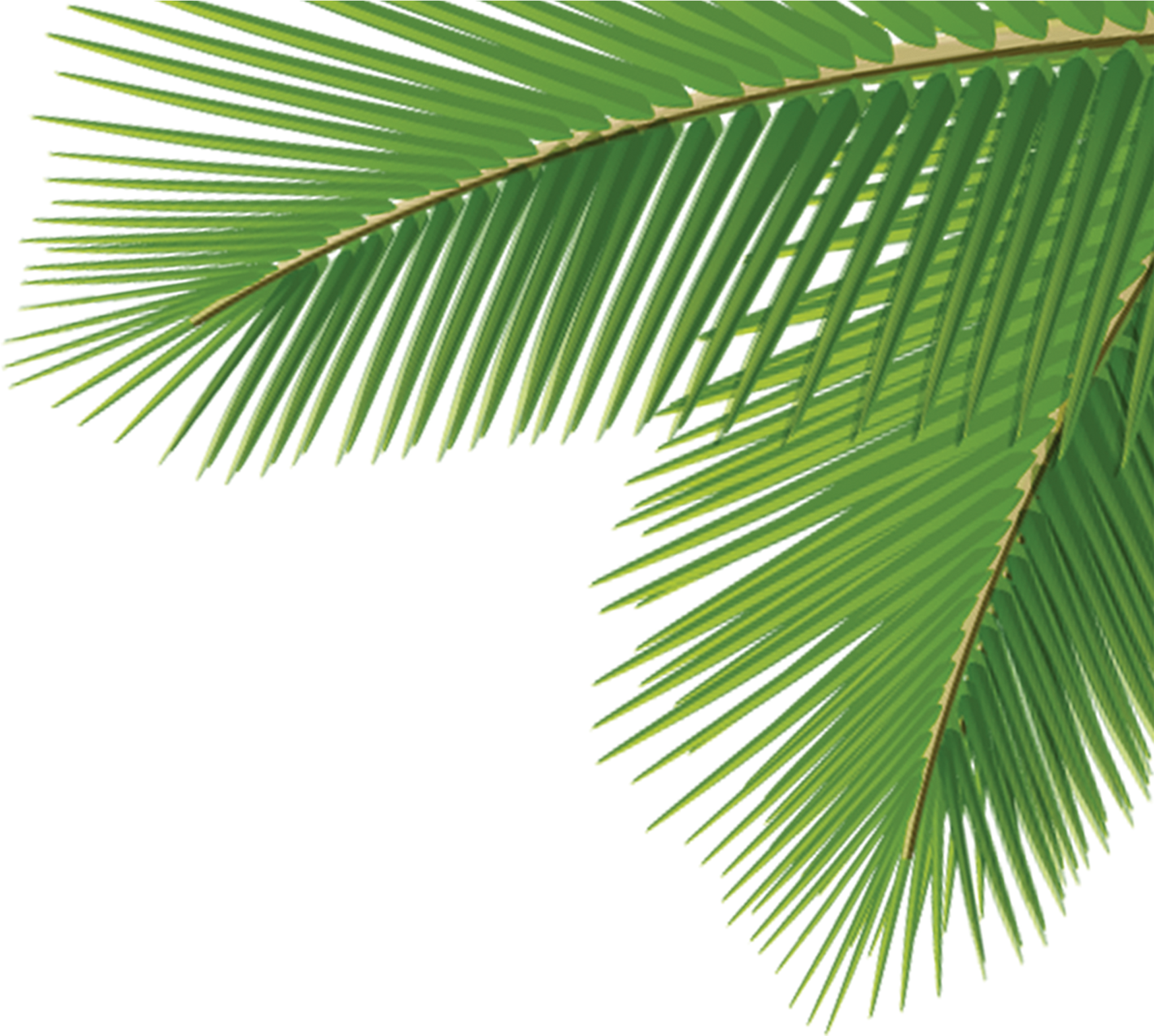 A Close Up Of A Palm Tree Leaf