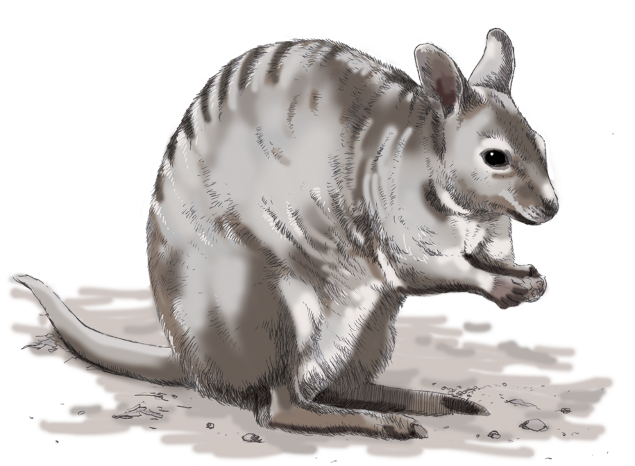 A Grey And White Kangaroo