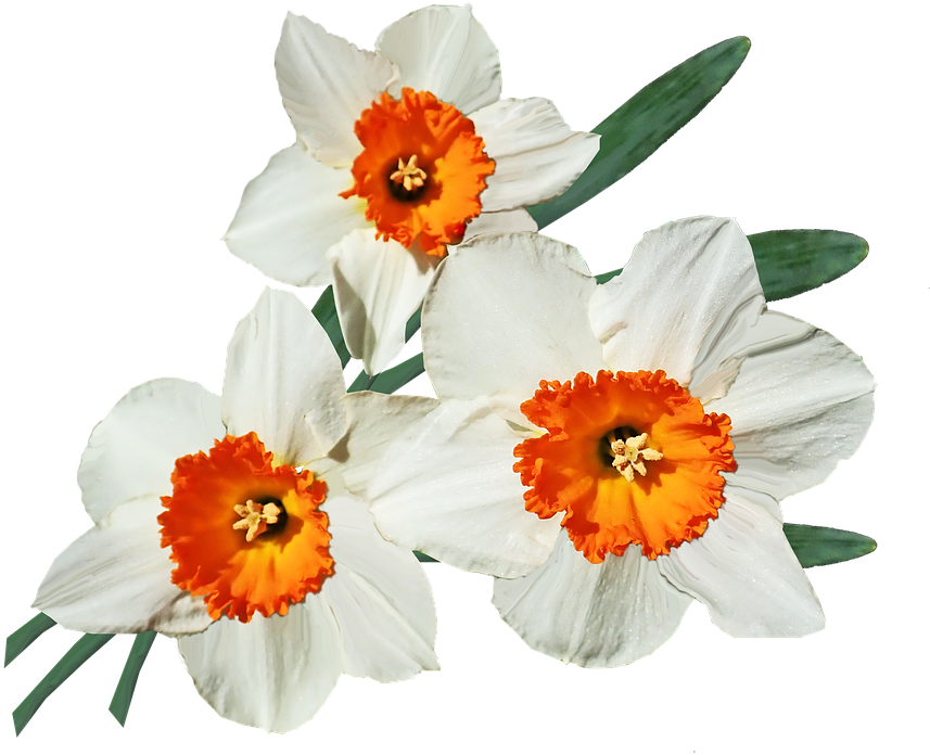 A Group Of White And Orange Flowers