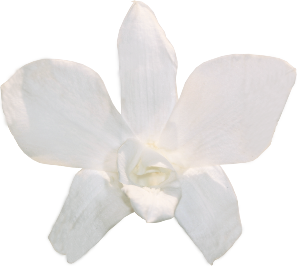 A White Flower On A Black Background