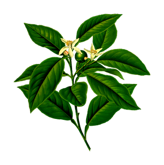 A Green Plant With White Flowers And Leaves