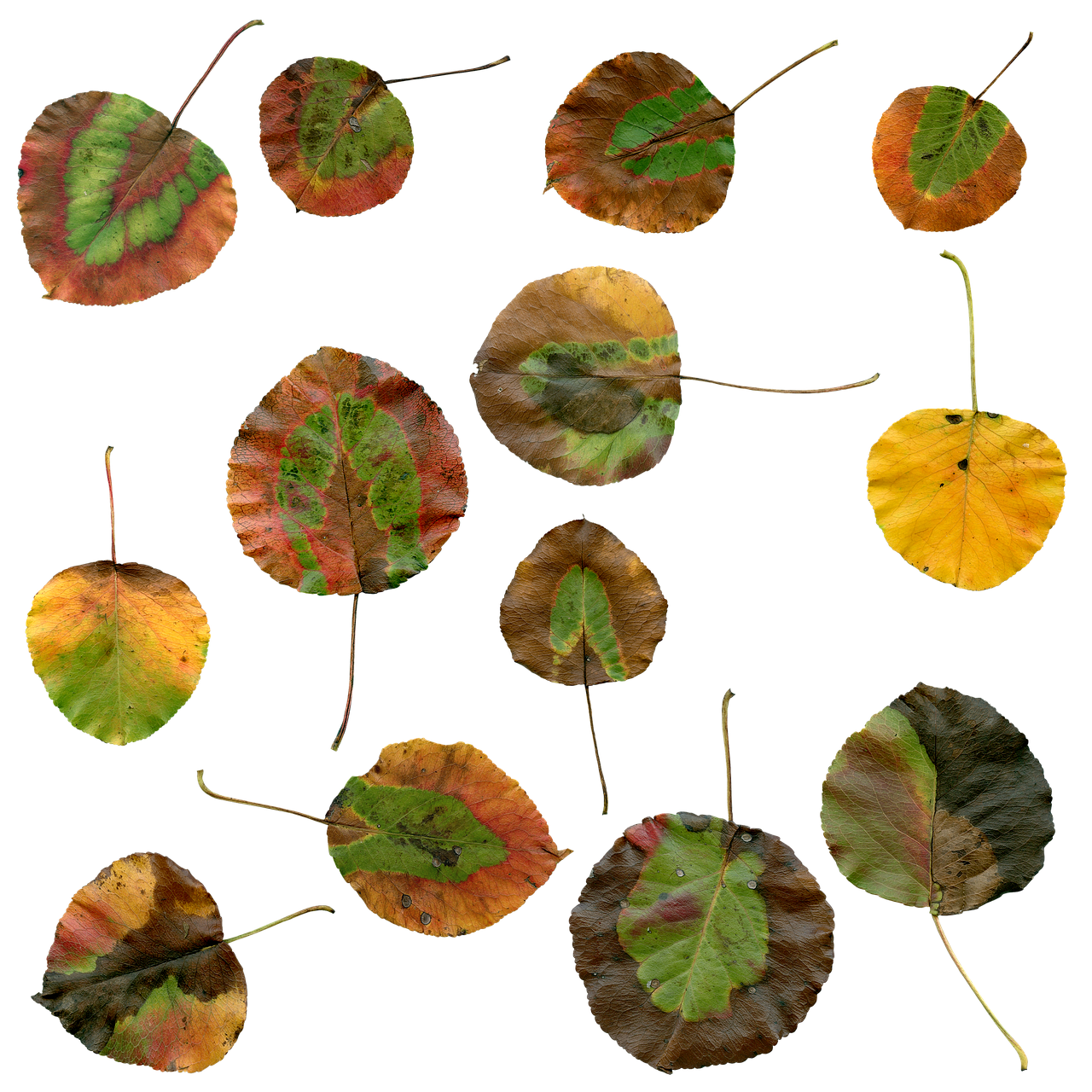 Autumn Png 1280 X 1280