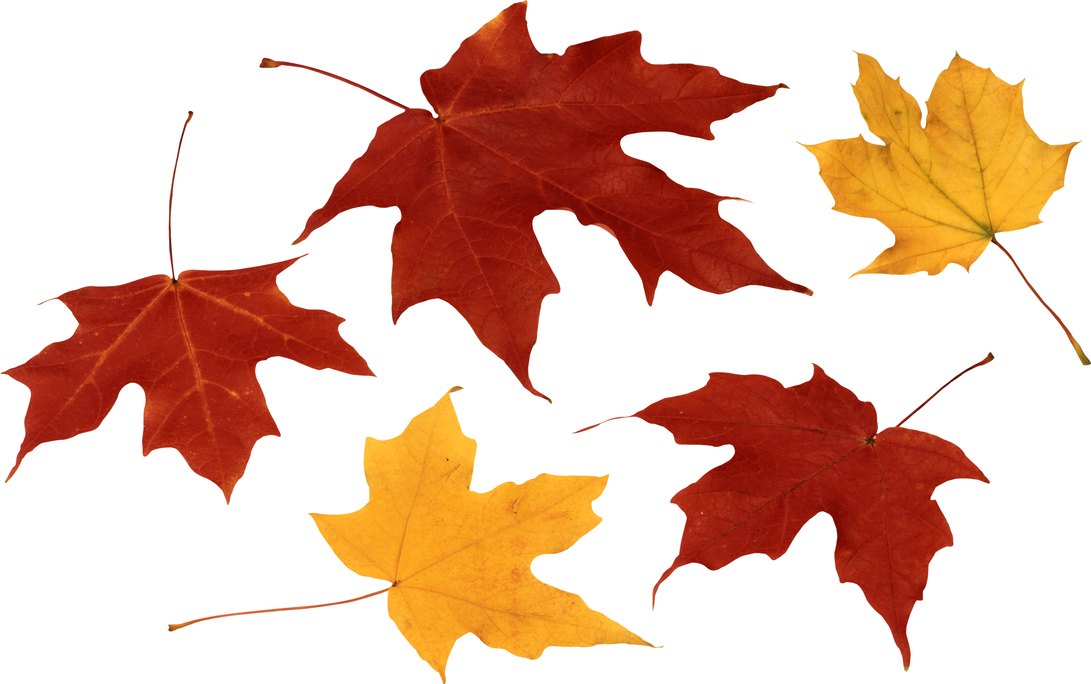 A Group Of Red And Yellow Leaves