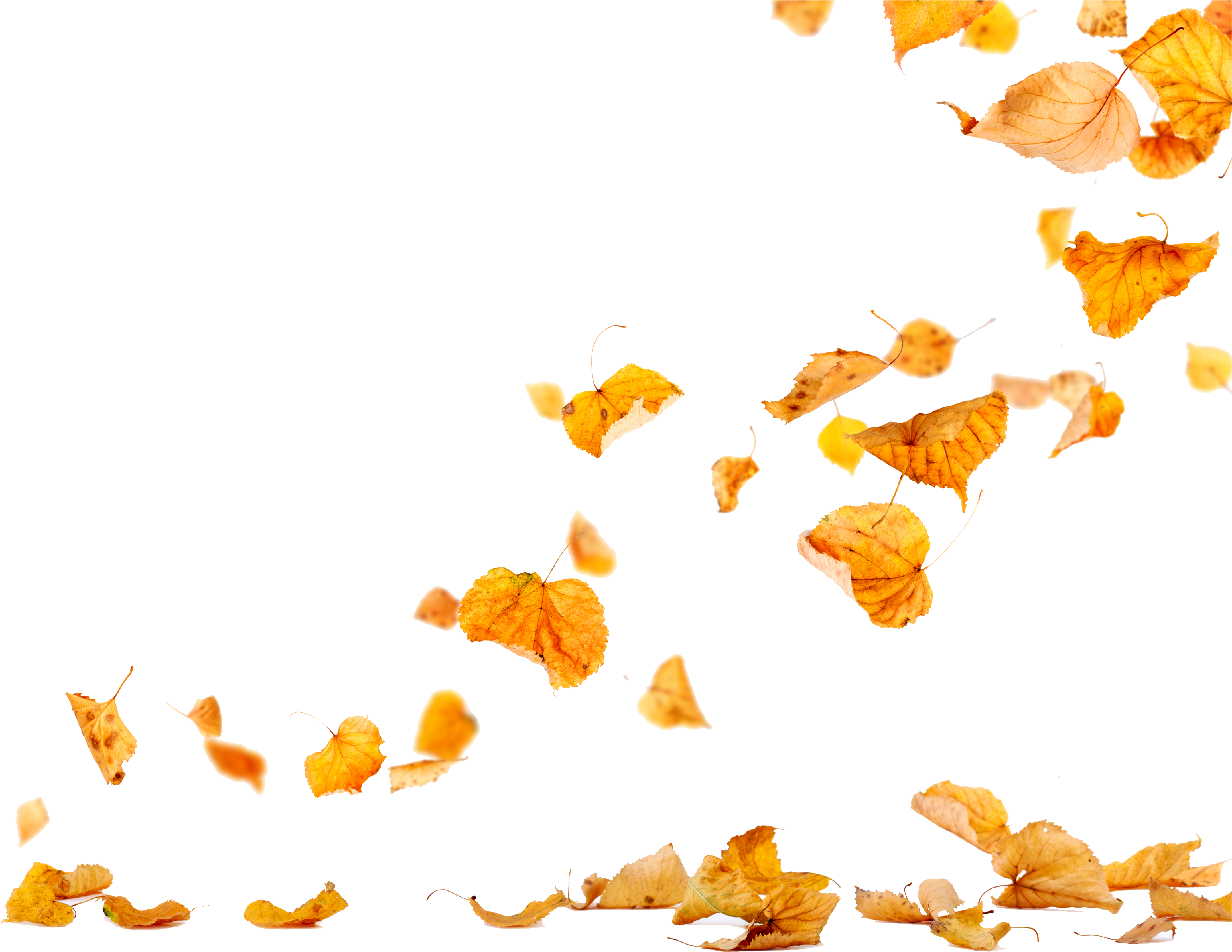 A Group Of Yellow Leaves