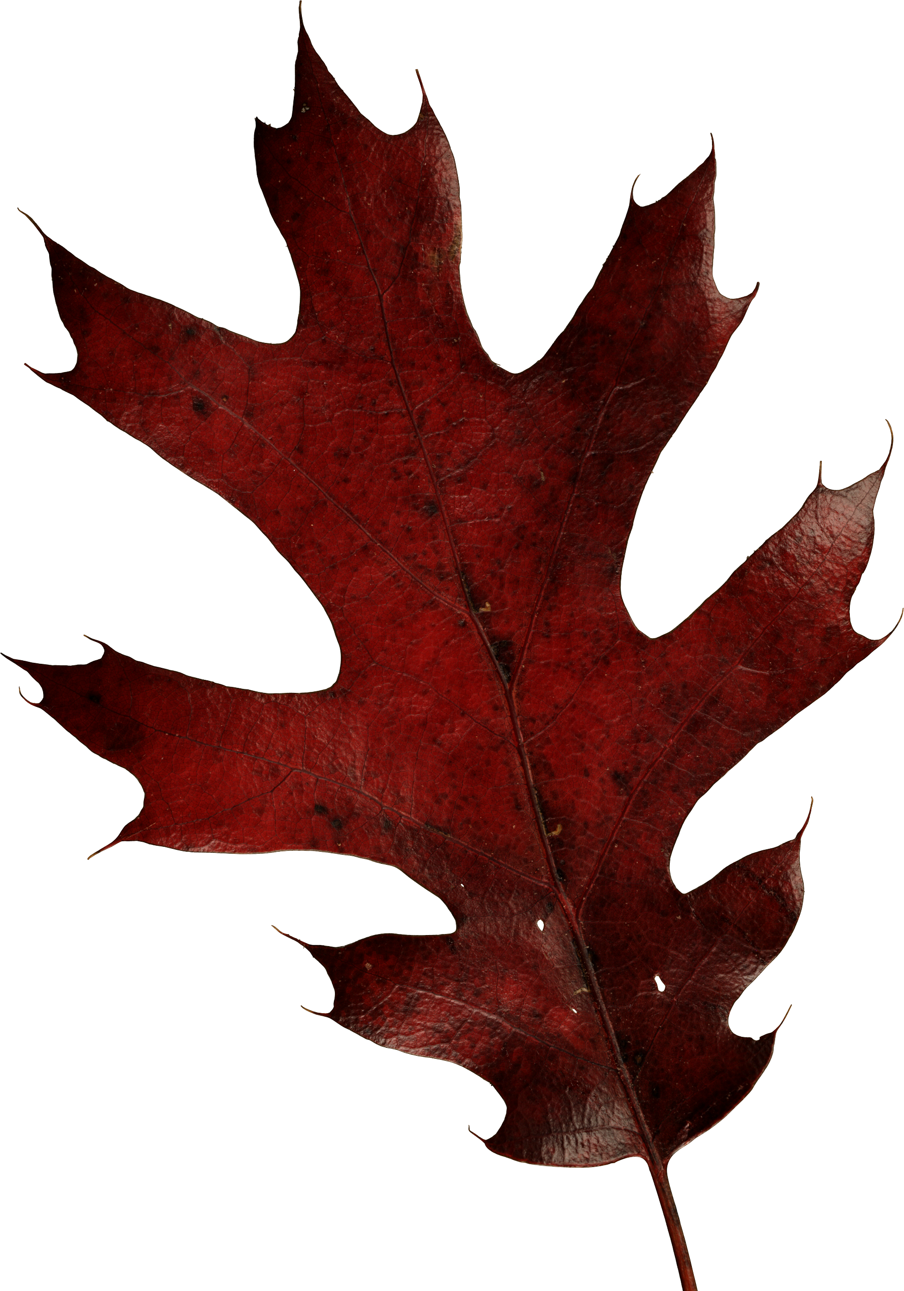 A Red Leaf On A Black Background