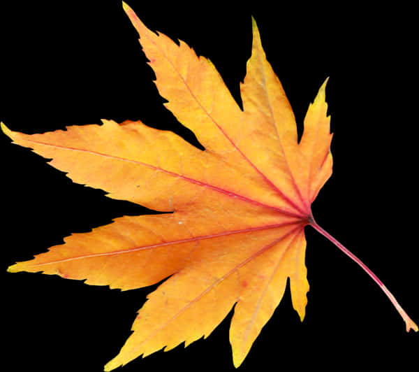 A Yellow Leaf With Red Veins