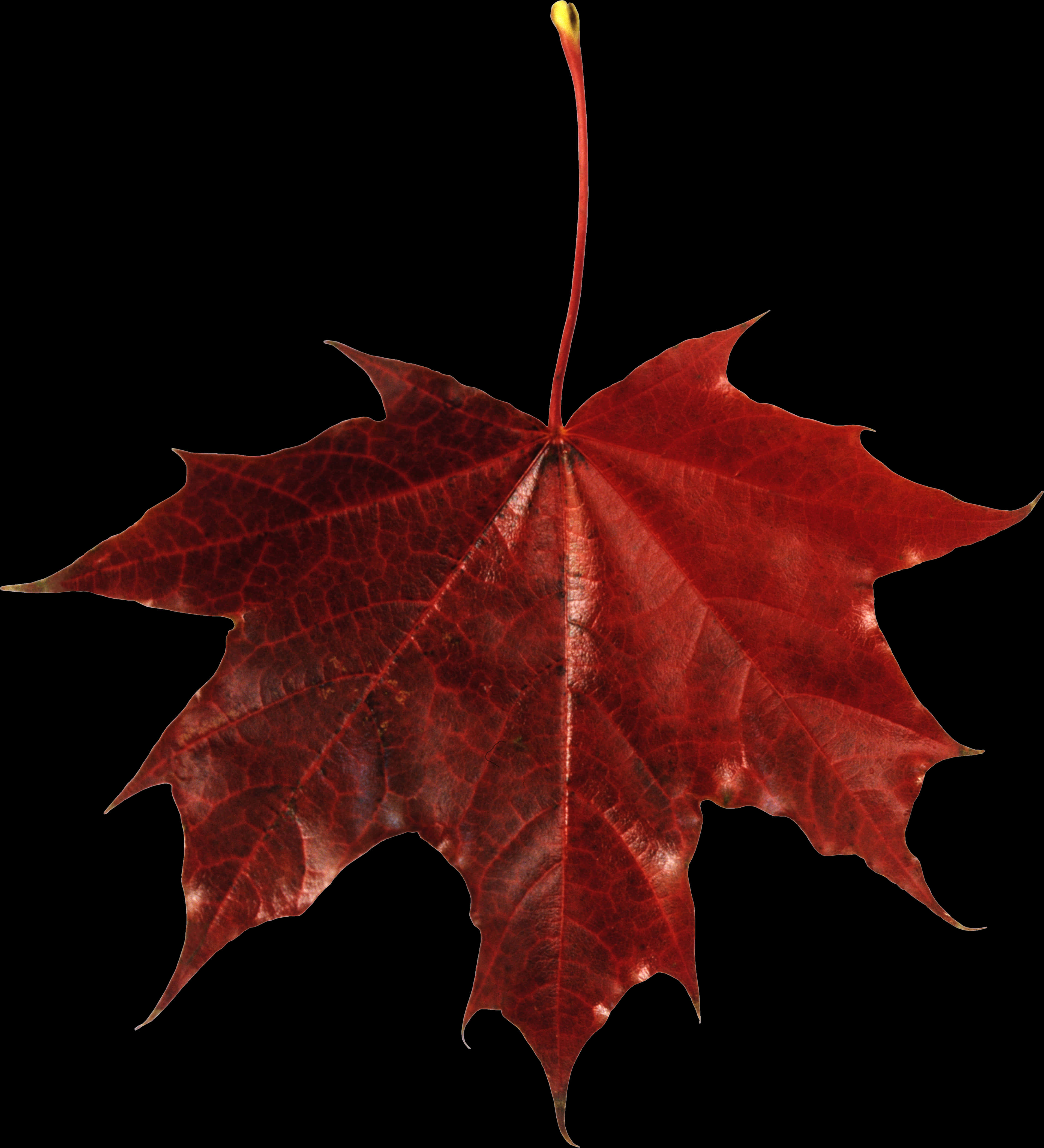 A Red Leaf With A Black Background