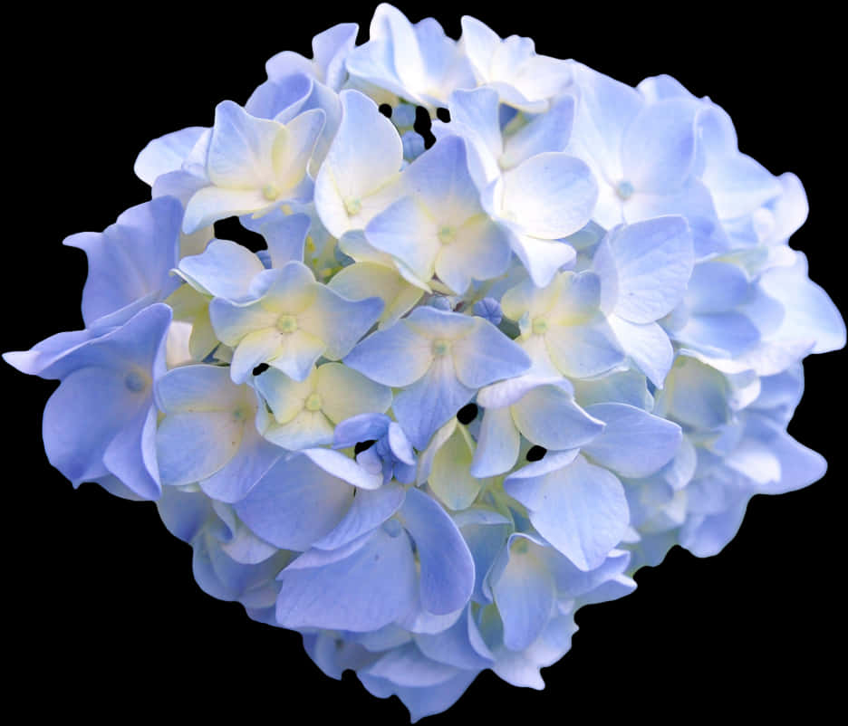Baby Blue Flower Transparent, Hd Png Download
