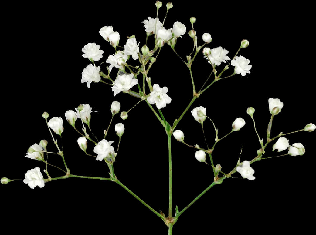 A White Flowers On A Stem