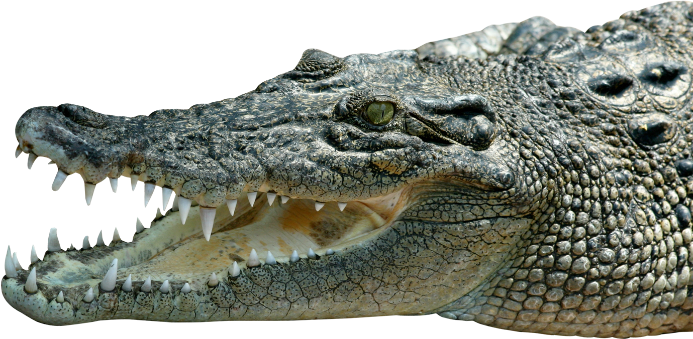 A Crocodile With Its Mouth Open