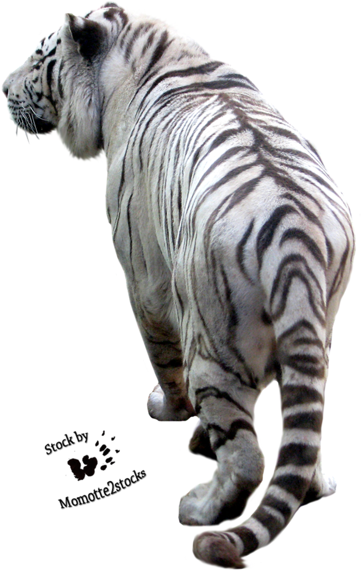 A White Tiger Walking Towards The Camera