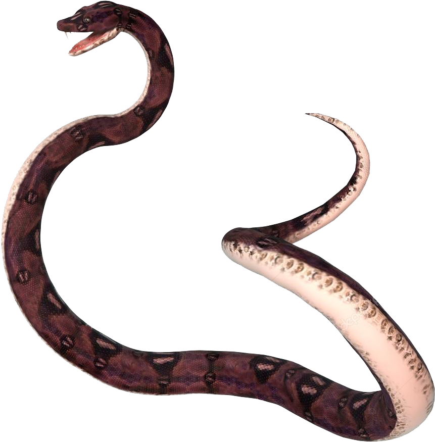 A Snake With A Long Curved Neck