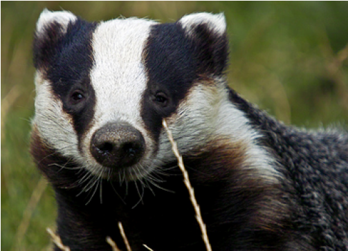 A Badger With A Long Thin Stem
