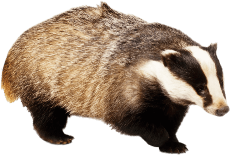 A Badger With A Black Background
