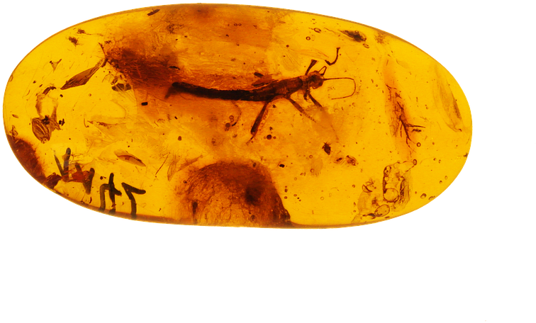 An Amber Object With A Bug Inside