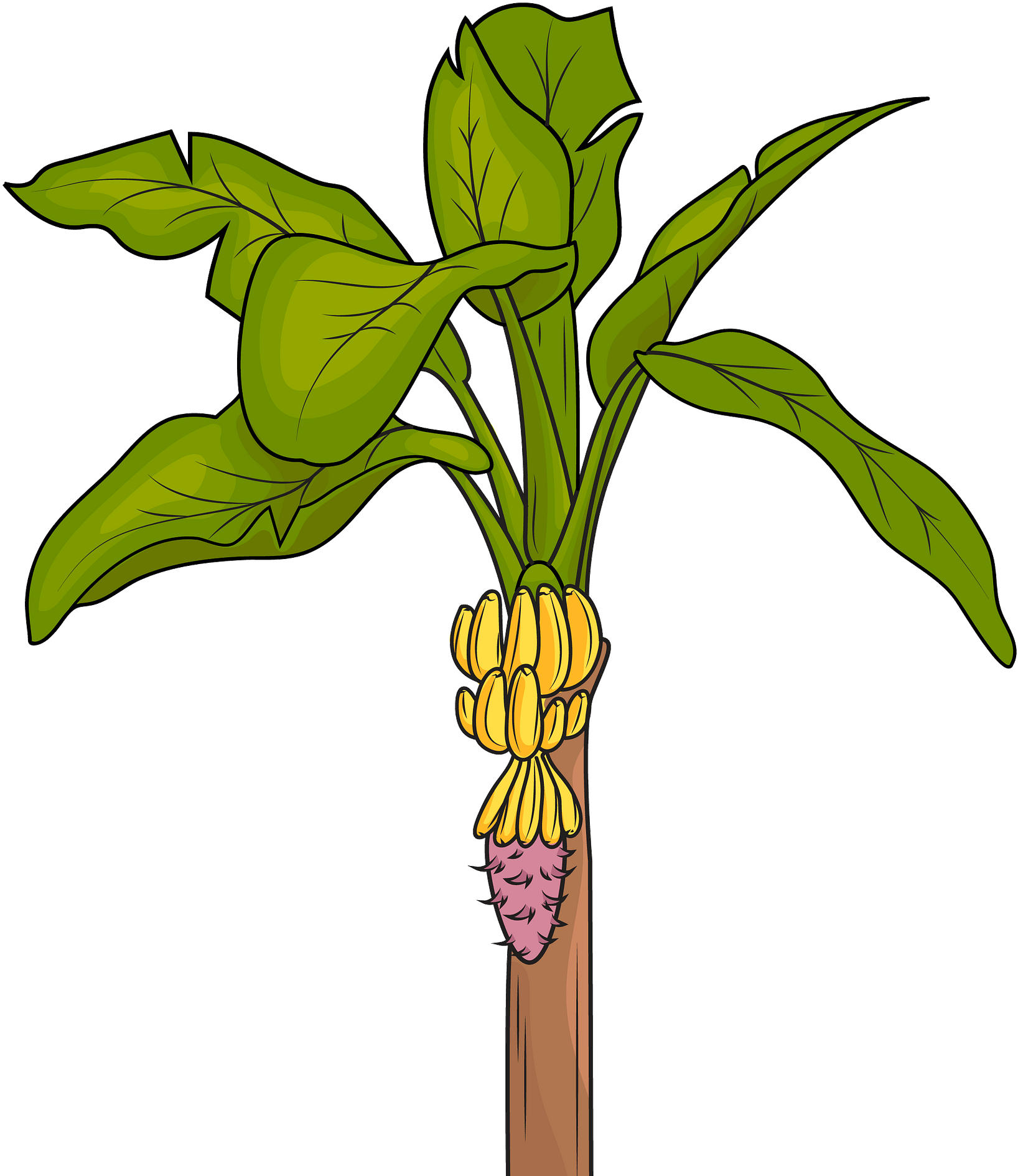 Digital Art Of Banana Tree