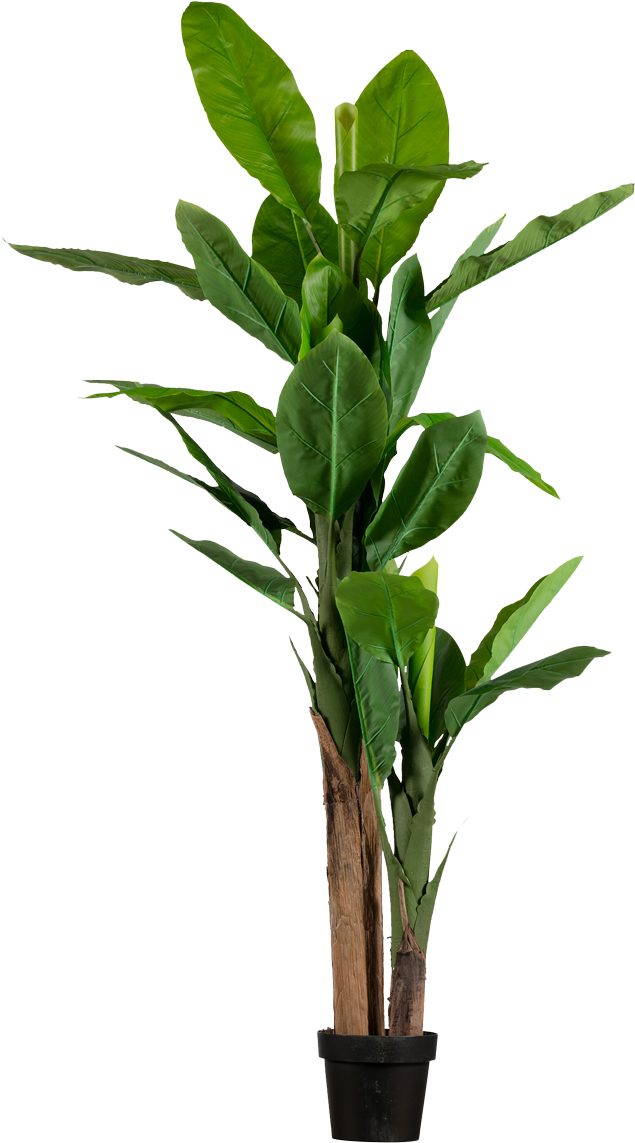 A Plant With Leaves On It