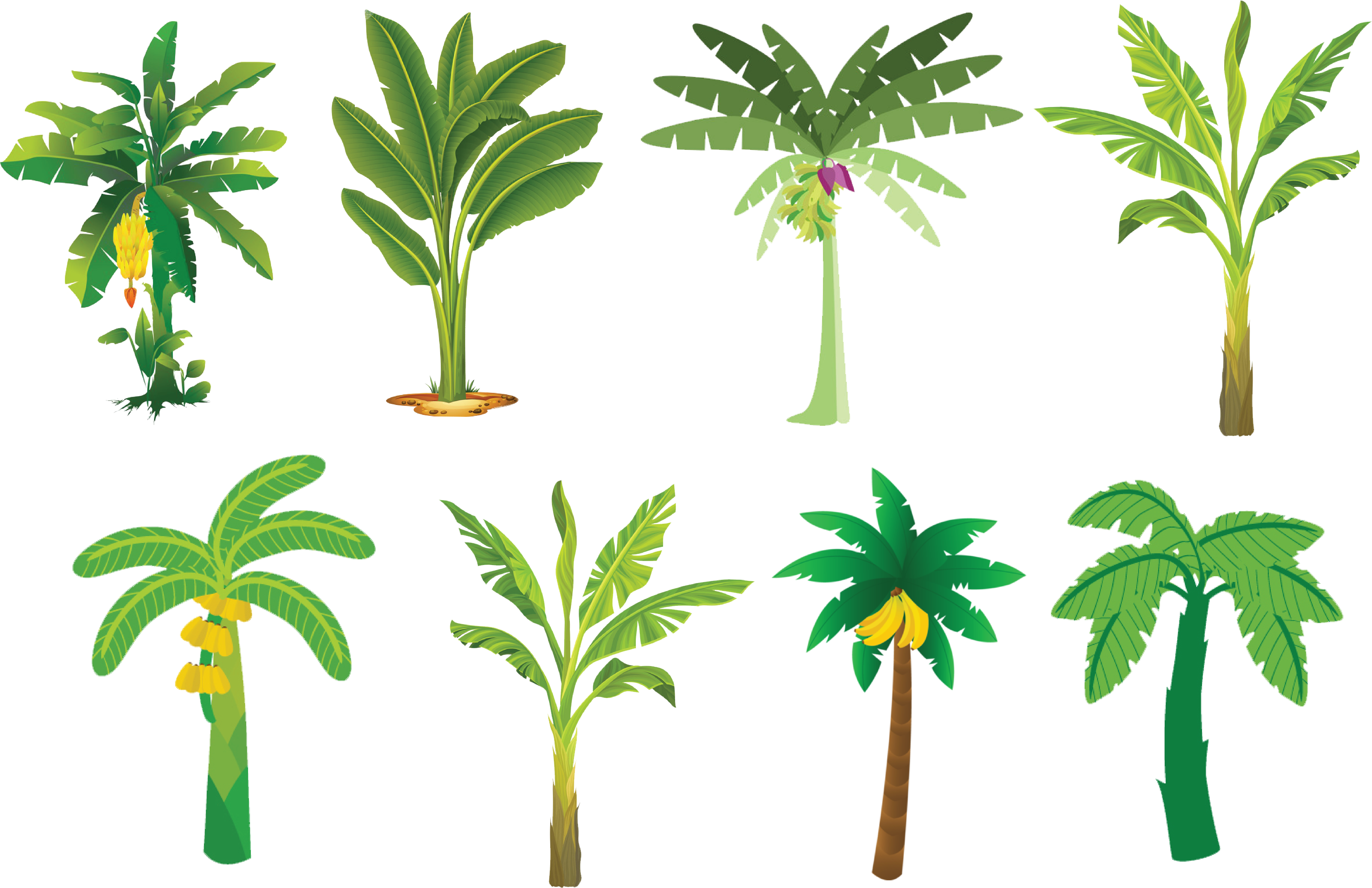Different Banana Tree Varieties