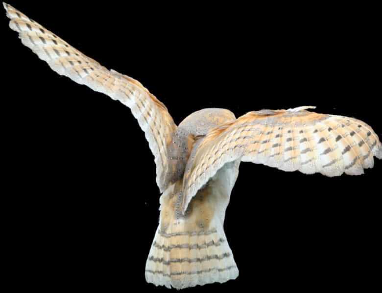 Barn Owl Flying Transparent Background, Hd Png Download