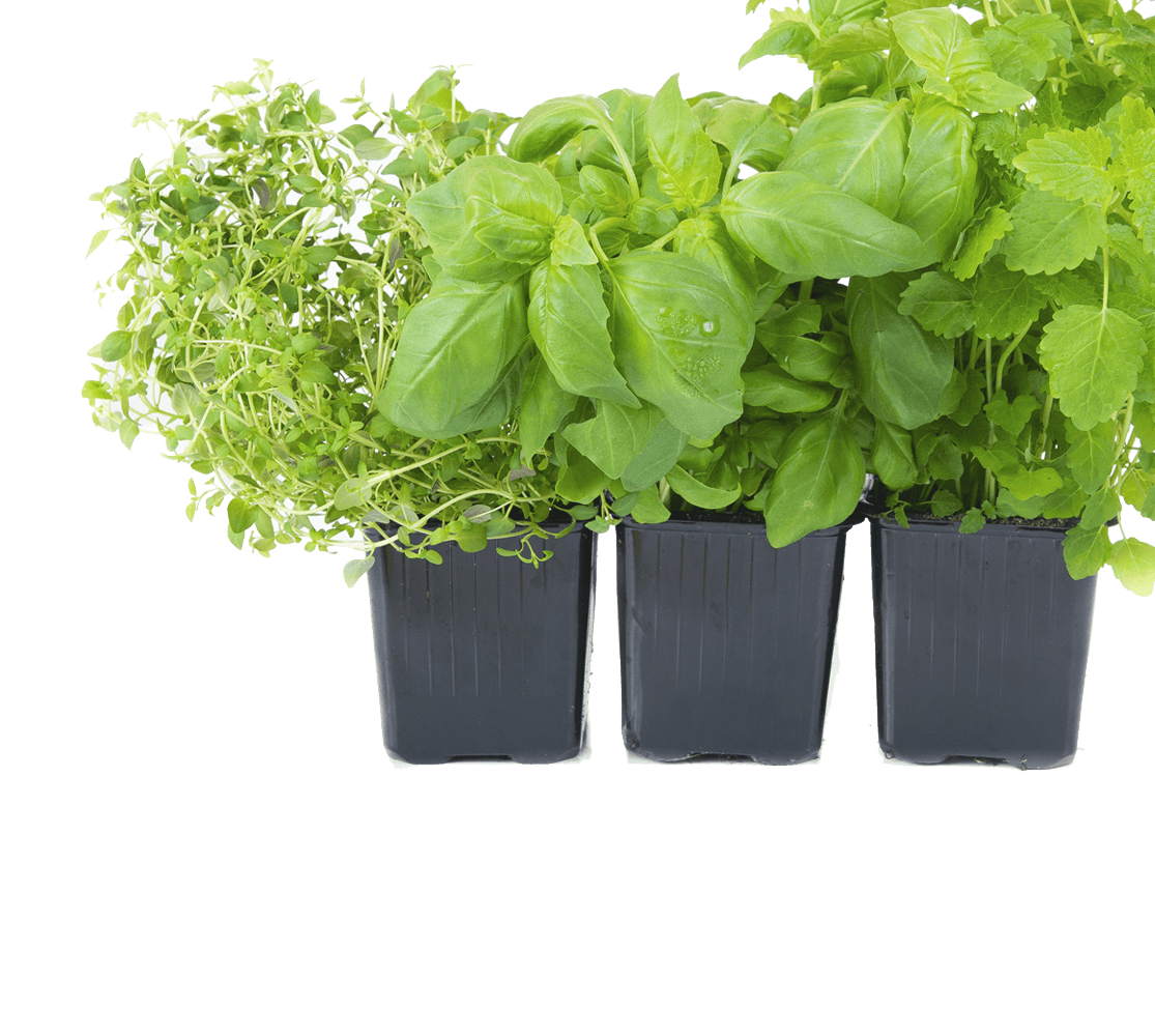 A Group Of Plants In Black Containers