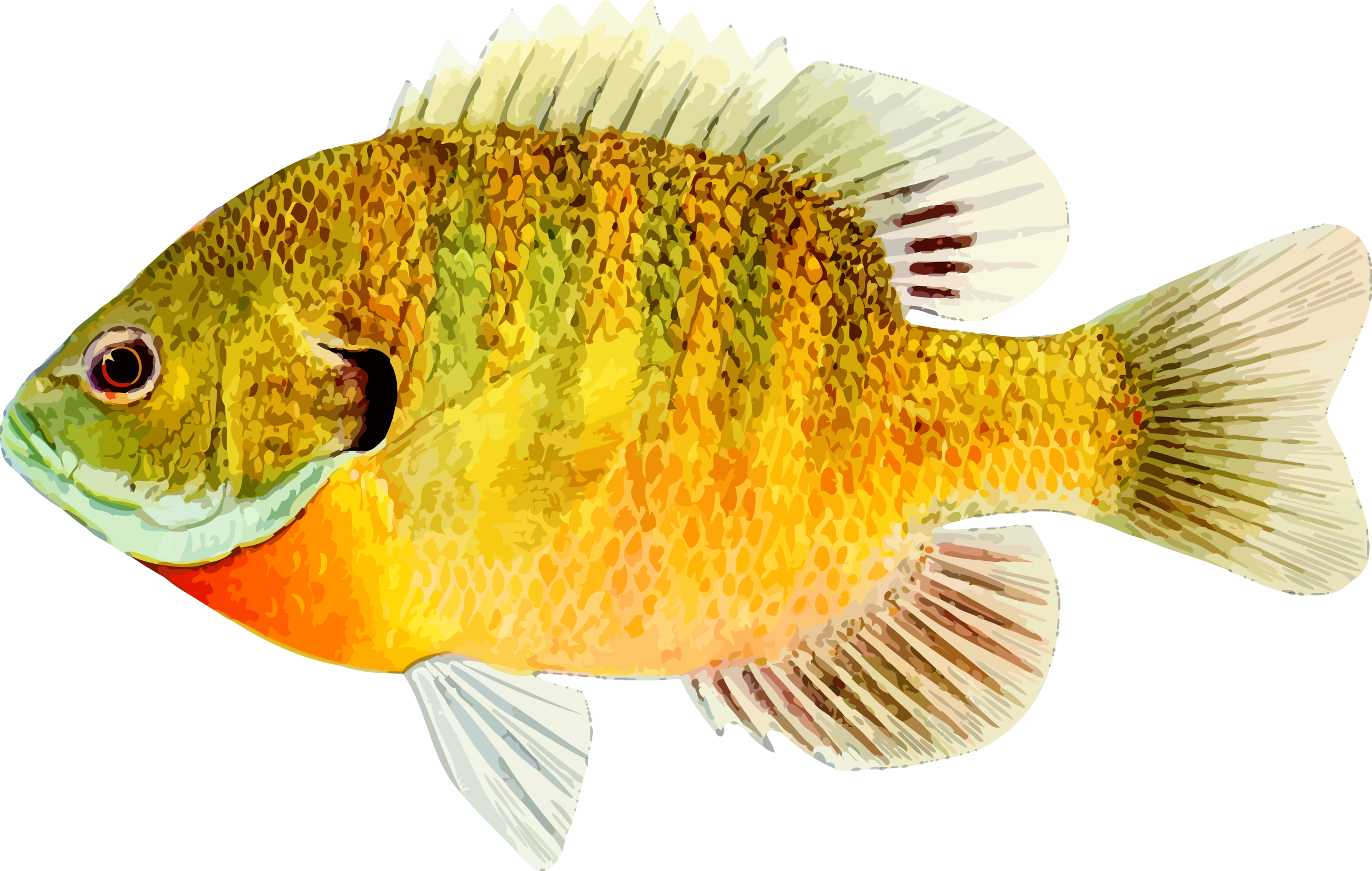 Bass,bony-fish - High Definition Of A Fish, Hd Png Download
