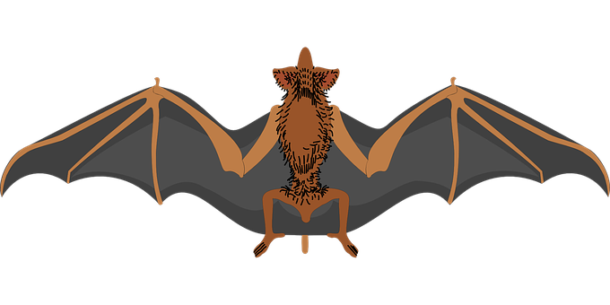 A Bat With Wings And A Black Background