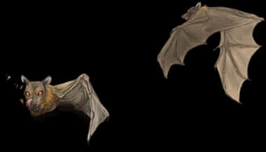 A Group Of Bats Flying