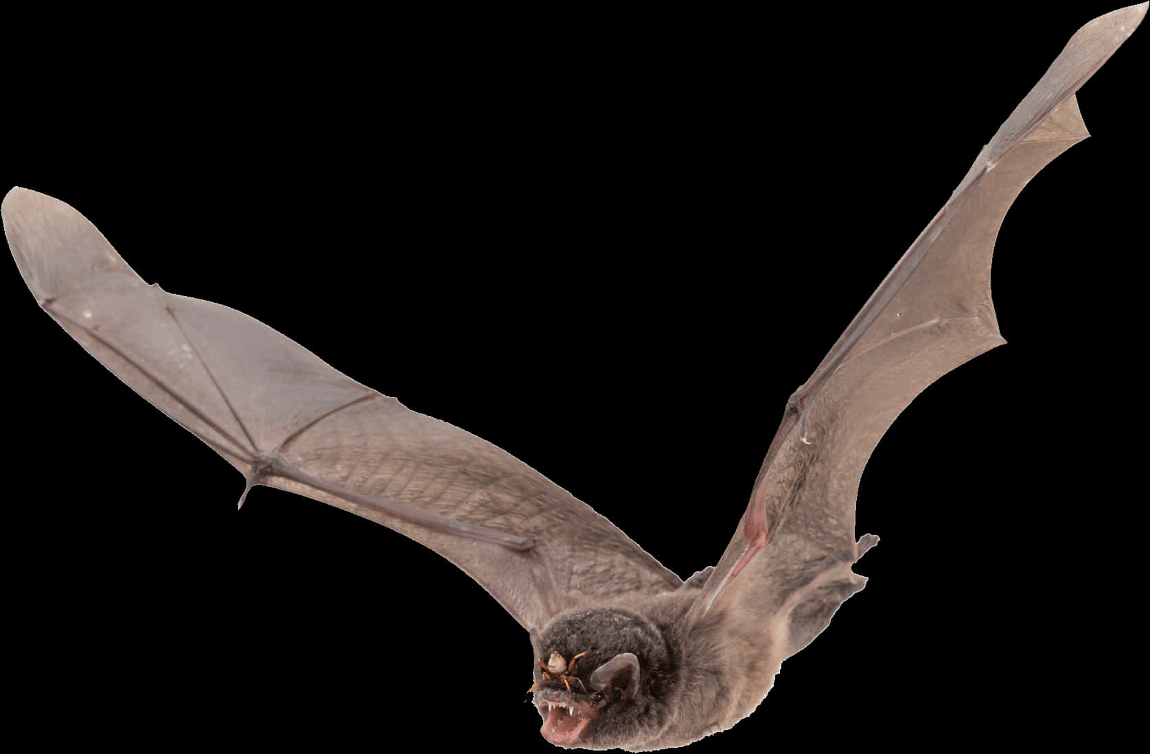 A Bat With Wings Spread