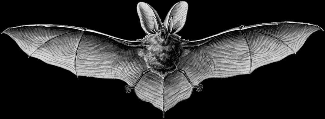 A Bat With Large Wings
