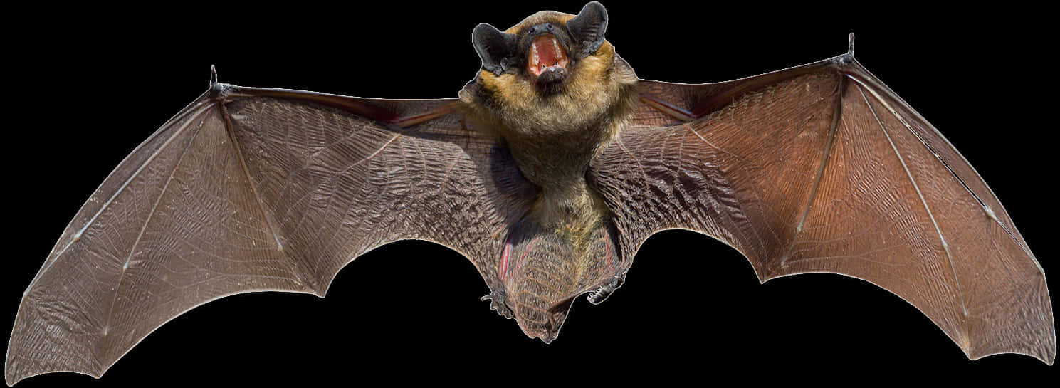 A Bat With Its Mouth Open