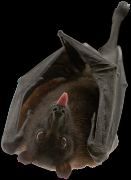 Bats Png