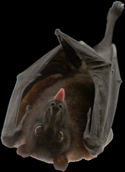 A Bat With Its Tongue Out