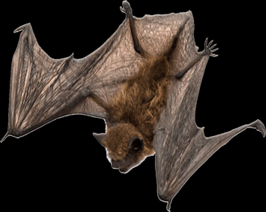 A Bat With Wings Spread