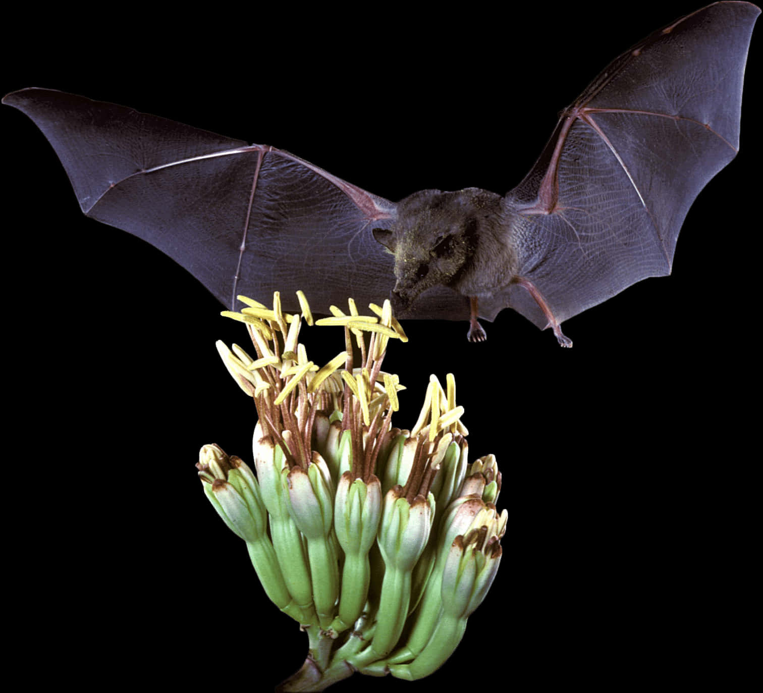 A Bat Flying Over A Plant