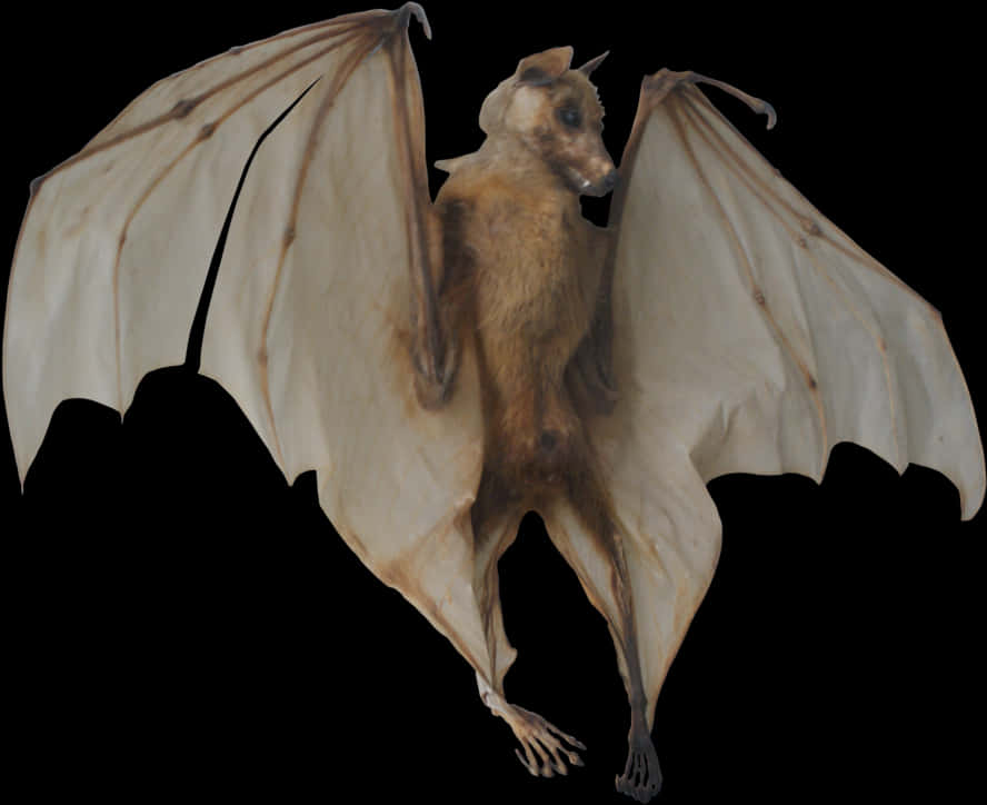 A Bat With Wings Spread