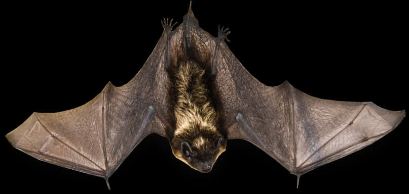 A Bat With Wings Spread Out