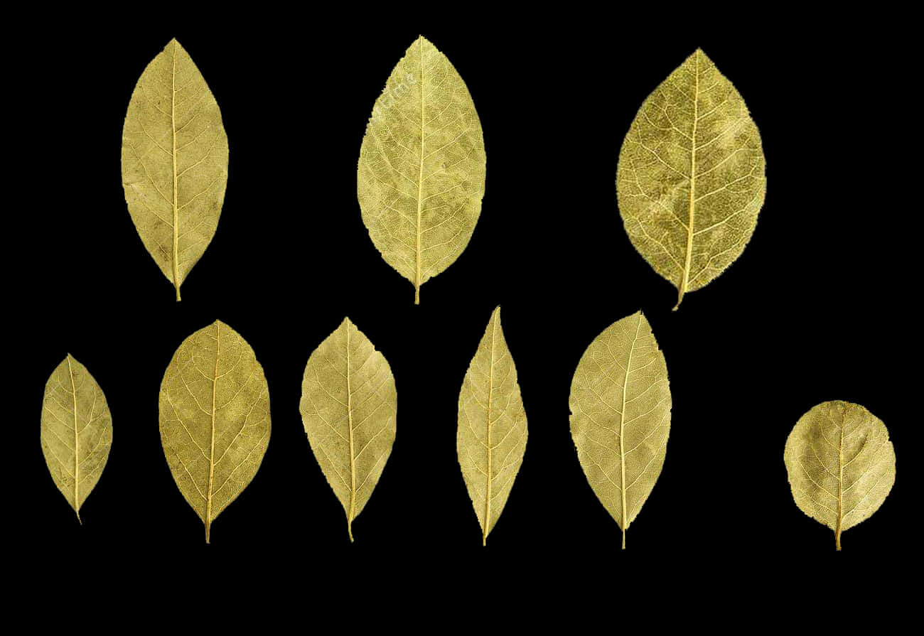 A Group Of Leaves On A Black Background