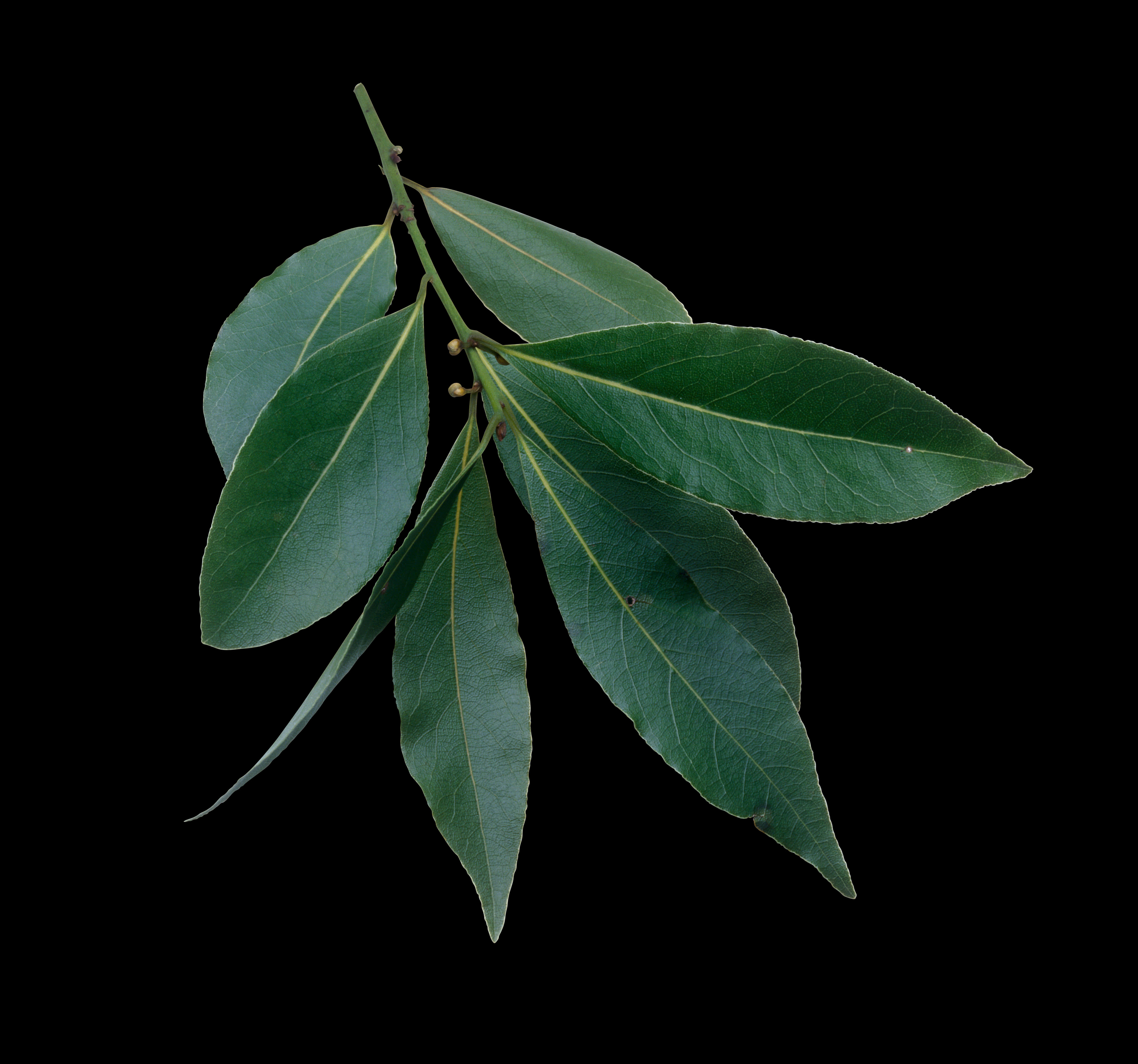 A Green Leafy Branch With A Black Background