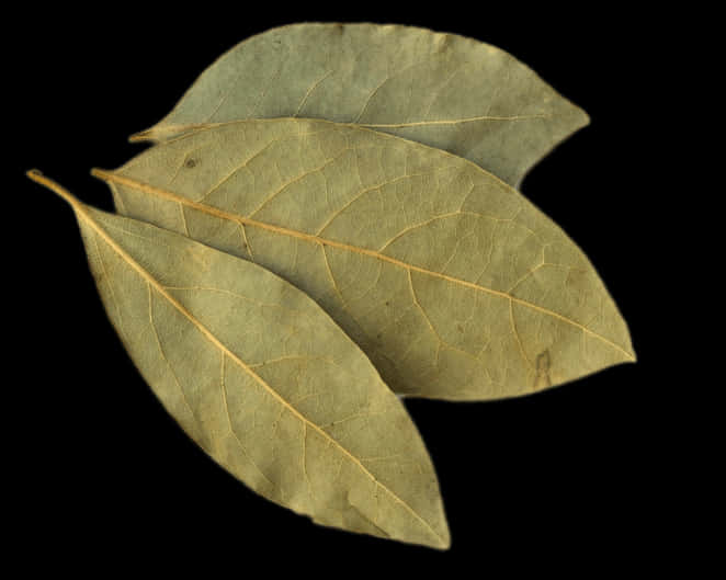 A Group Of Leaves On A Black Background