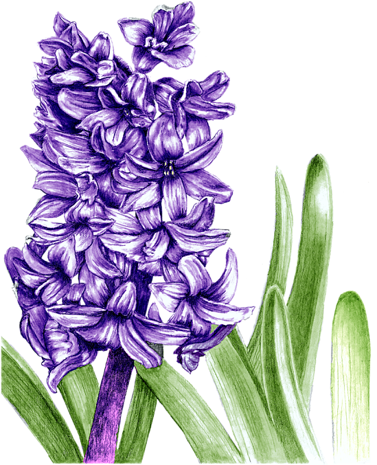 A Purple Flower With Green Leaves