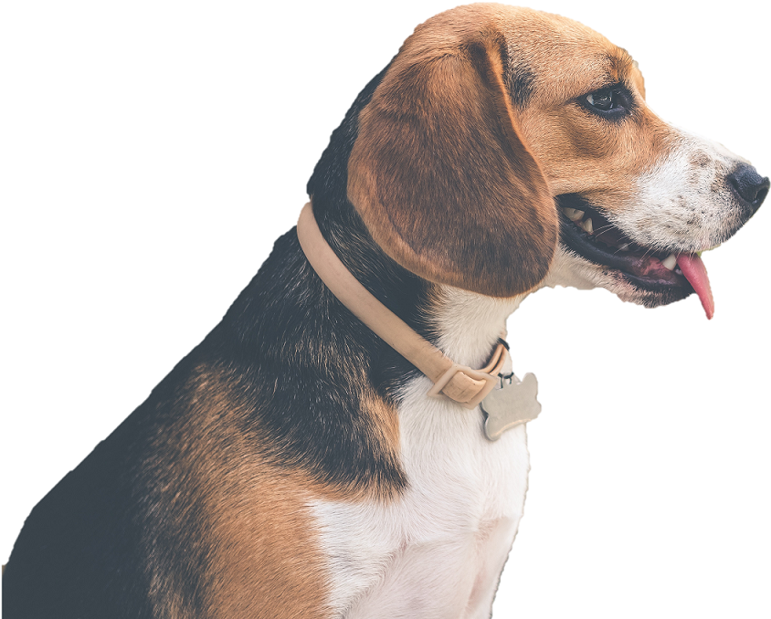 Beagle-harrier, Hd Png Download