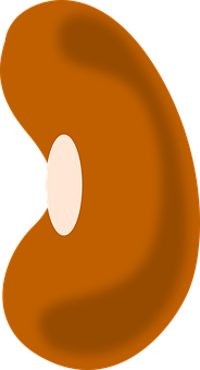 A Close Up Of A Bean