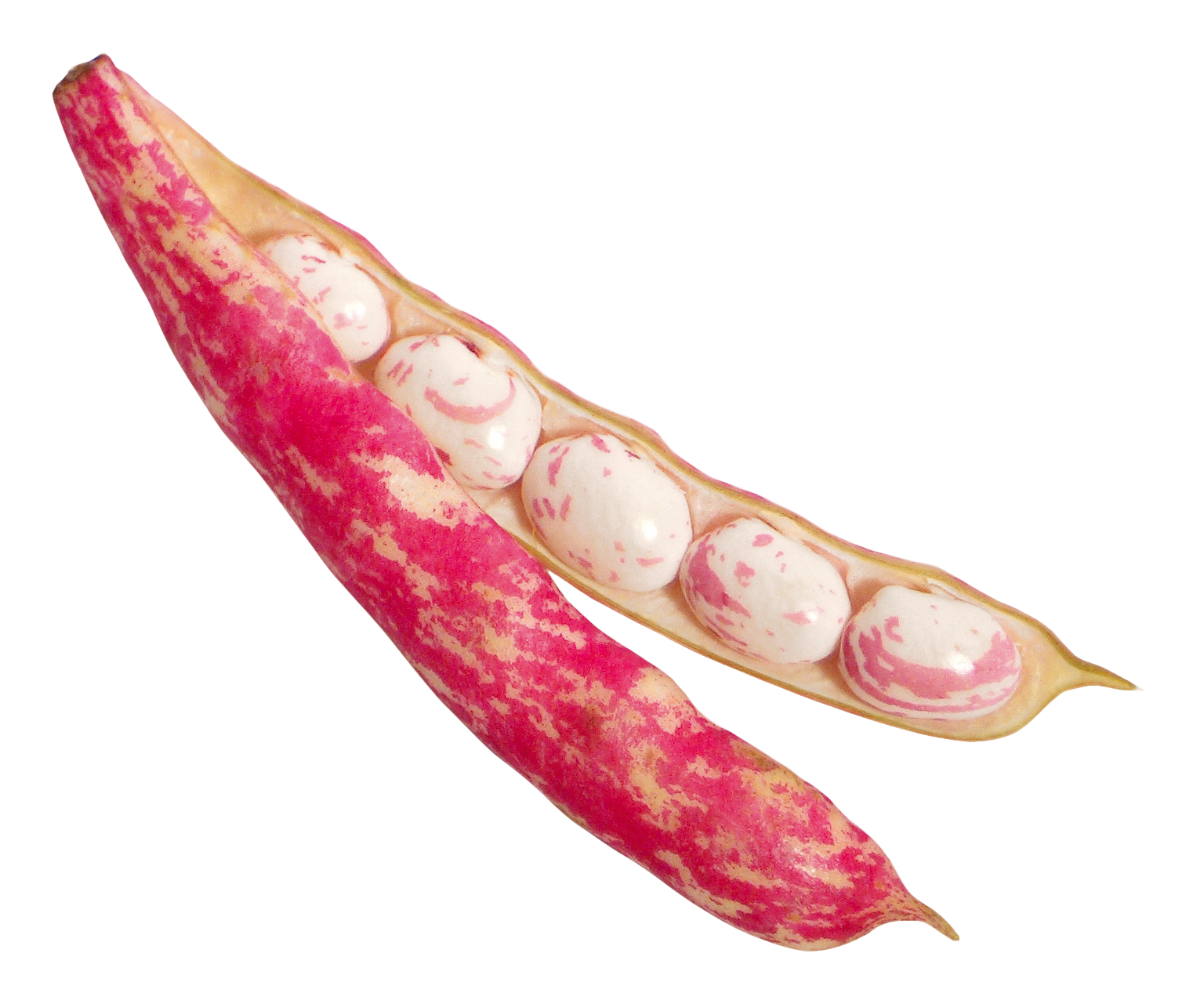 Beans Png 1536 X 1276