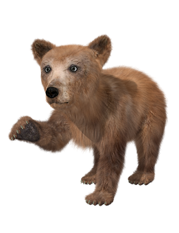 A Brown Bear With Its Paw Raised
