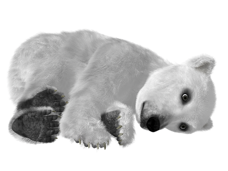 A Polar Bear Lying On Its Back
