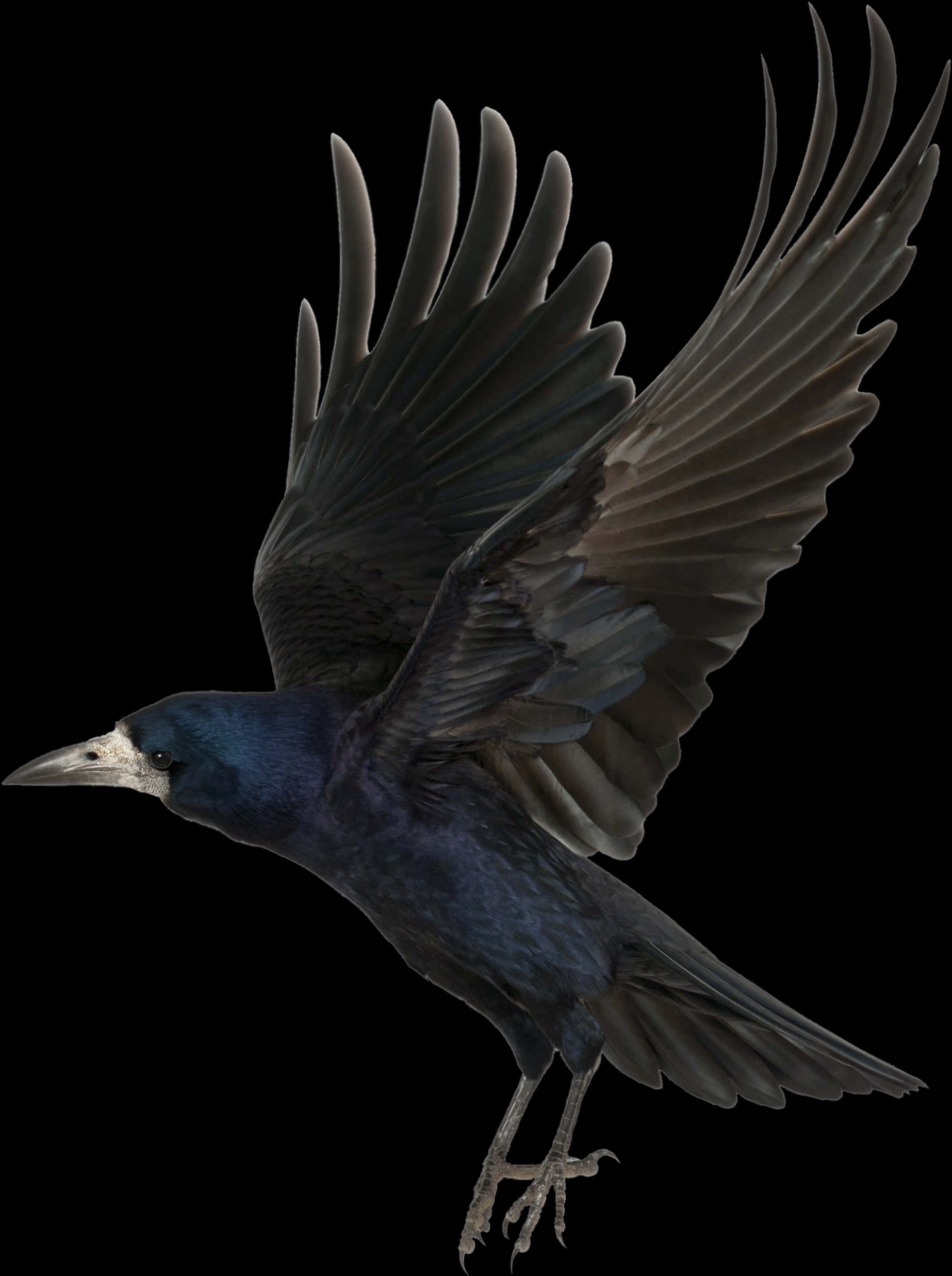 Beautiful Birds Flying Wallpaper For Kids - Crow Png, Transparent Png