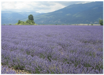 A Field Of Lavender With A Tree In The Background
