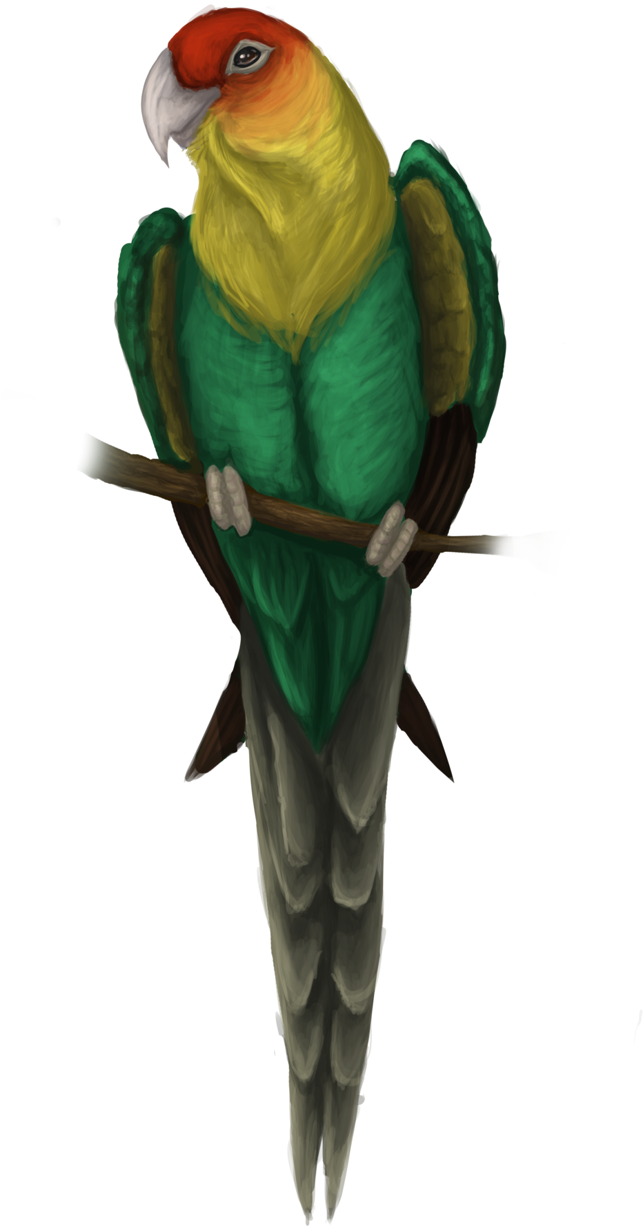 A Green And Yellow Parrot On A Branch