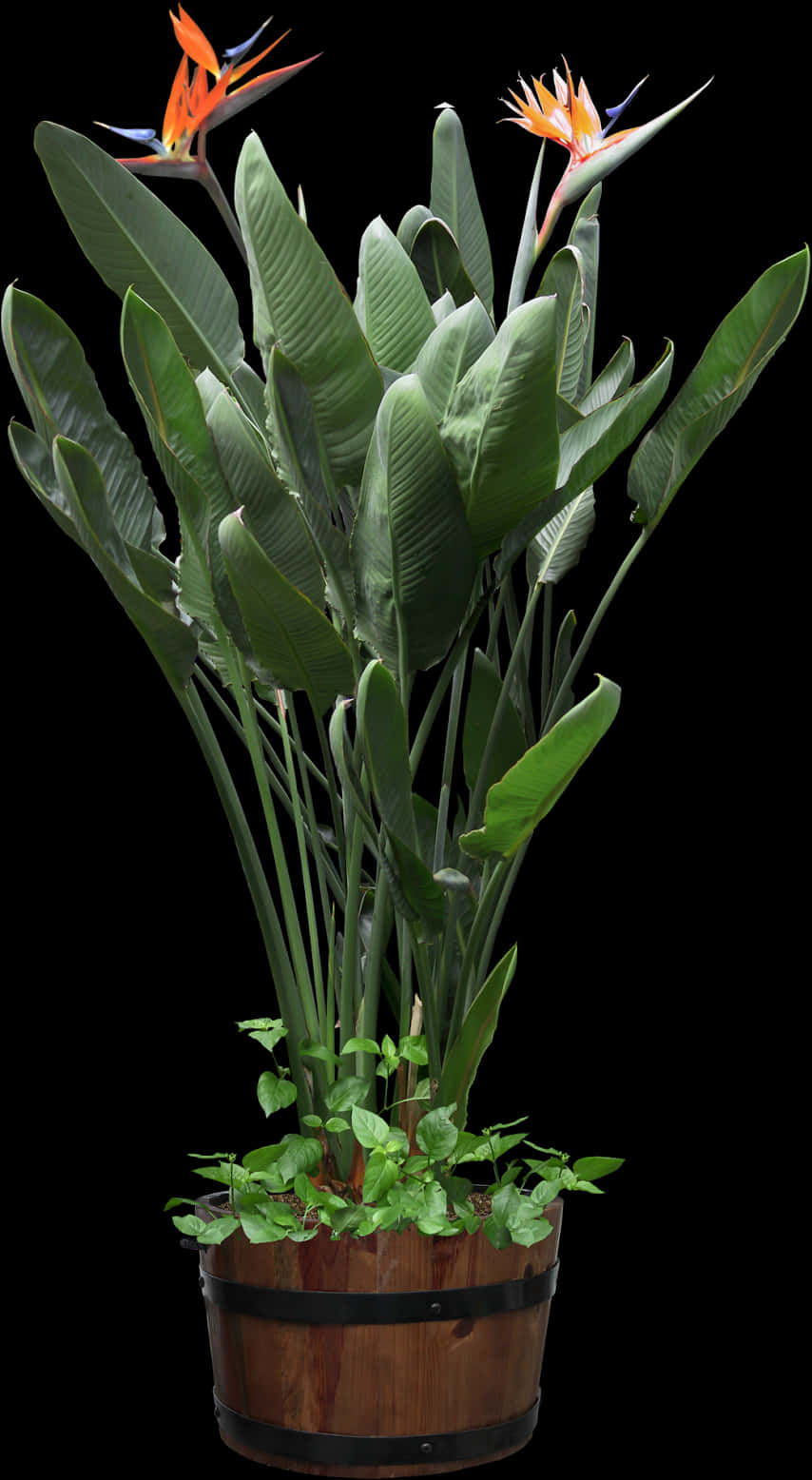 A Large Green Plant With Long Leaves