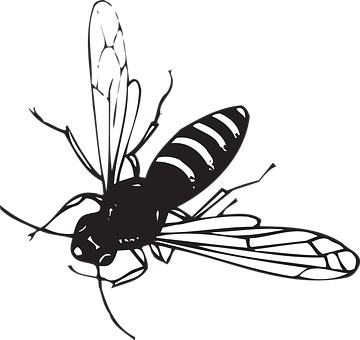 A Black And White Image Of A Bee